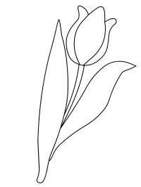 flor de tulipan