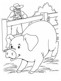 Cerdo en la granja