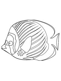 Pescado