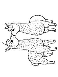 2 alpacas dándose un beso