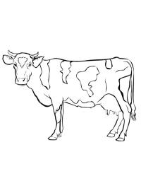 Vaca