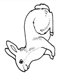 Conejo
