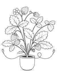 Planta de fresa