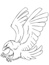 águila