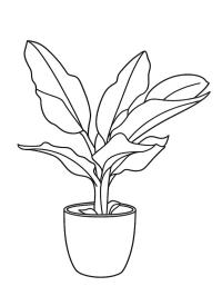 Planta de plátano