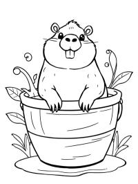 Capibara en un cubo