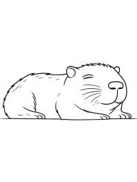 Capibara durmiendo