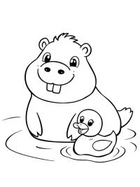 Capibara nadando con pato