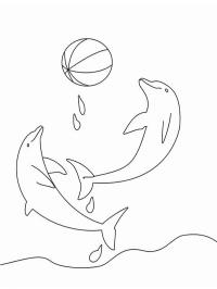 Delfines jugando con la pelota