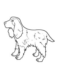 cocker spaniel inglés