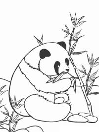 Panda comiendo