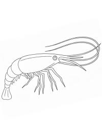 Camarón