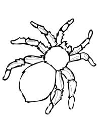 Araña peligrosa