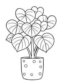 Planta de corazones (Hoya Kerrii)