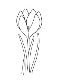 Crocus