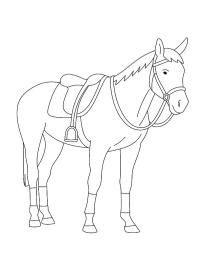 Caballo Ozosnel