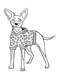 Pinscher miniatura