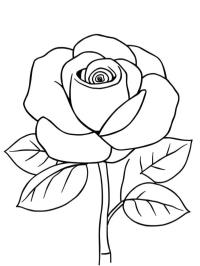 Rosa