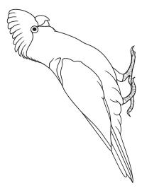 Cacatúa rosa