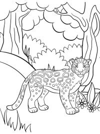 lindo leopardo