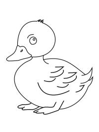 Pato adorable