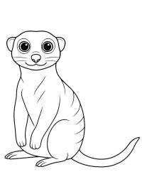 Suricata