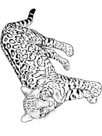 Leopardo