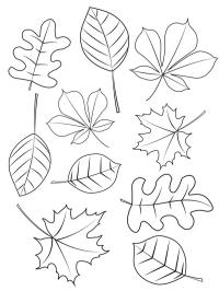 Diferentes hojas de otoño