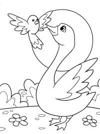 pajaro y cisne