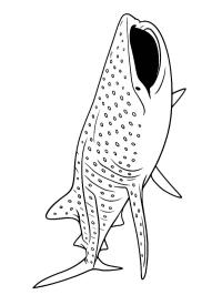 Tiburón ballena