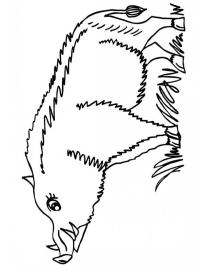 Jabalí