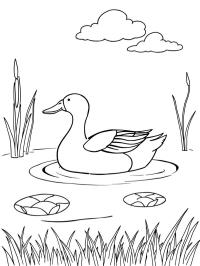 Pato salvaje