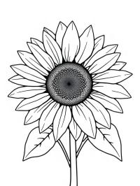 Girasol
