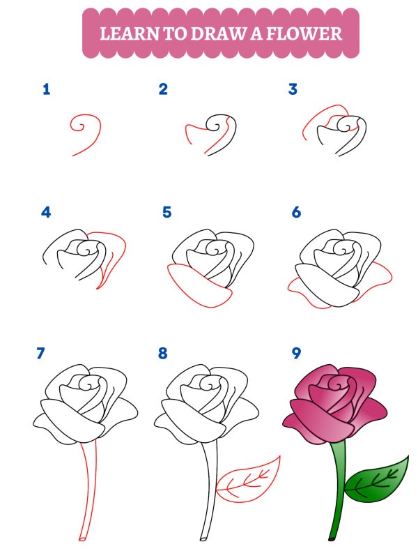 Cómo dibujar una rosa