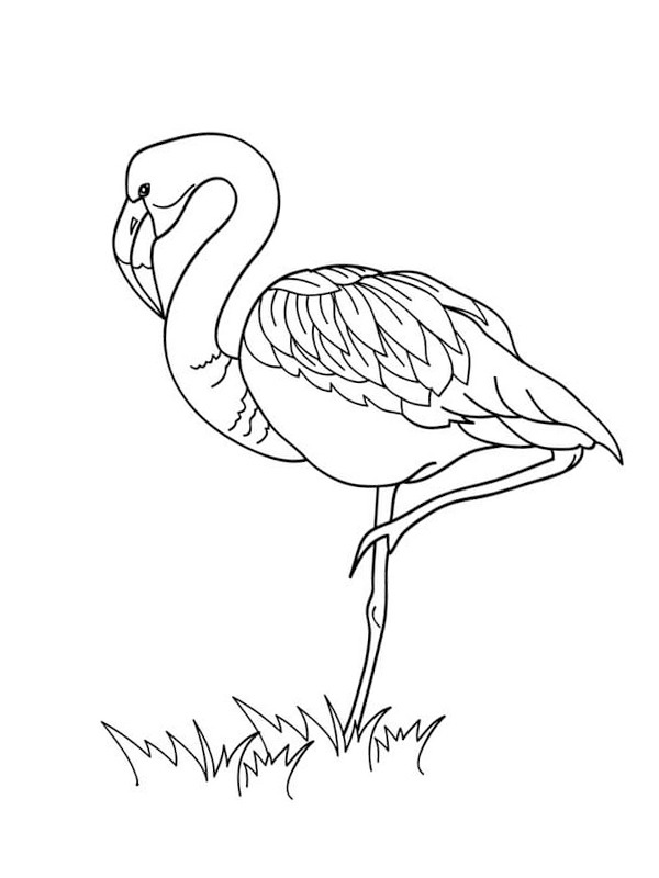 Dibujo de flamingo en la grama para Colorear