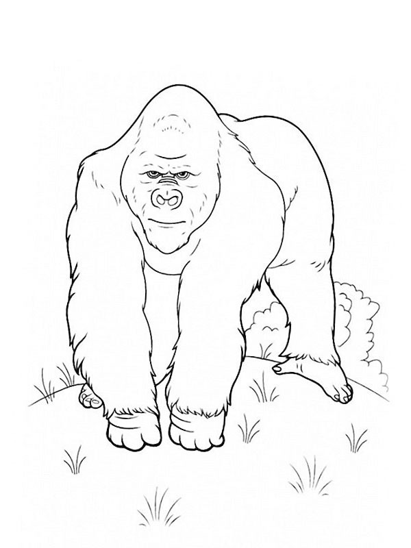 Dibujo de gorila para Colorear Dibujo de gorila para Colorear