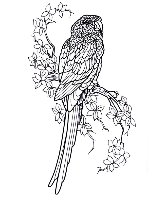 Dibujo de Loro para Colorear Dibujo de Loro para Colorear