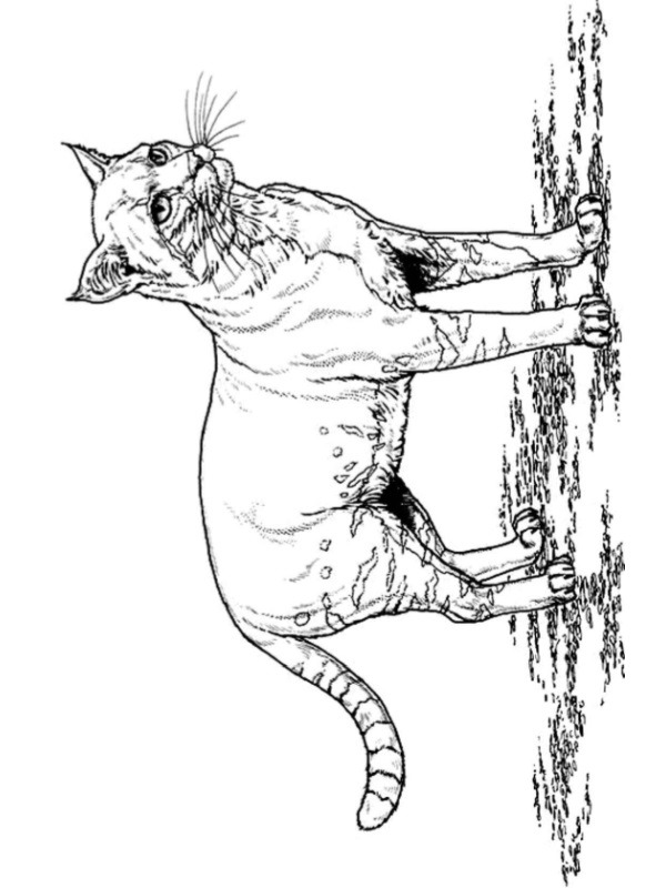 Dibujo de Gato para Colorear Dibujo de Gato para Colorear