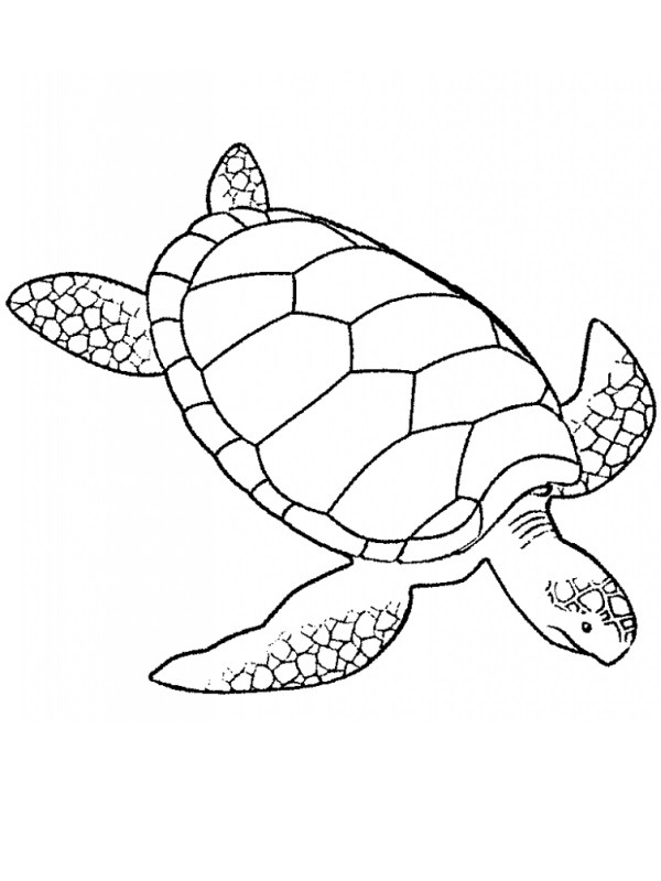 Dibujo de Tortuga para Colorear