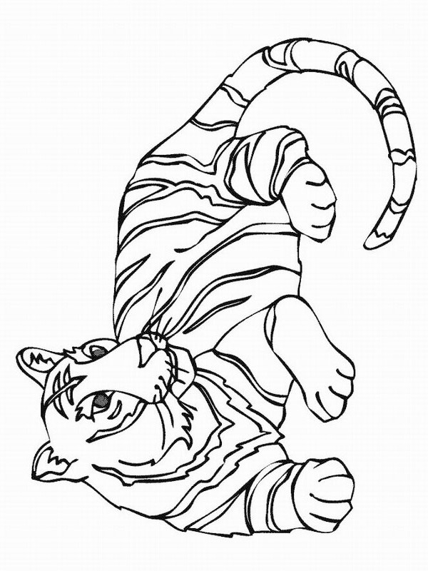 Dibujo de Tigre para Colorear