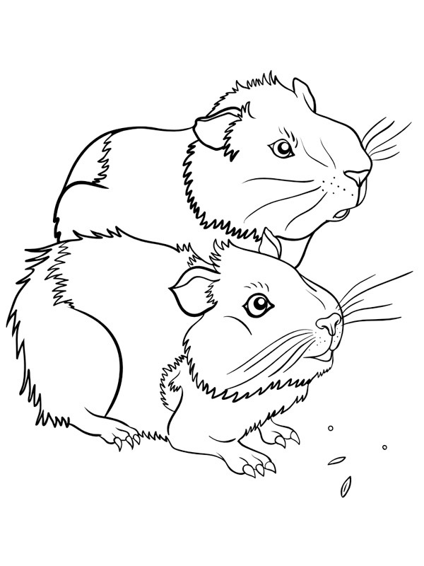 Dibujo de Dos conejillos de indias para Colorear