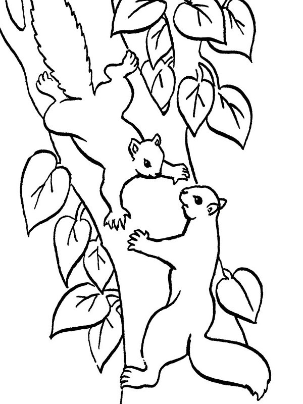 Dibujo de 2 ardillas en el árbol para Colorear Dibujo de 2 ardillas en el árbol para Colorear