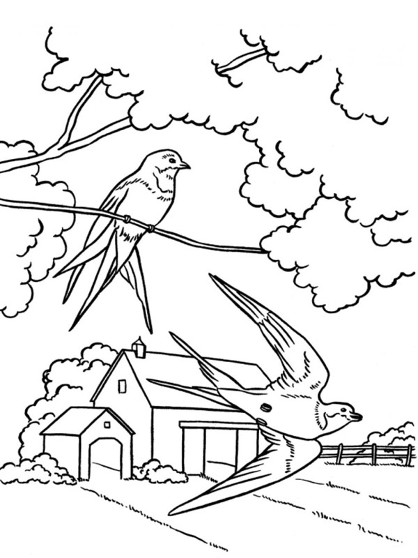 Dibujo de 2 golondrinas para Colorear Dibujo de 2 golondrinas para Colorear