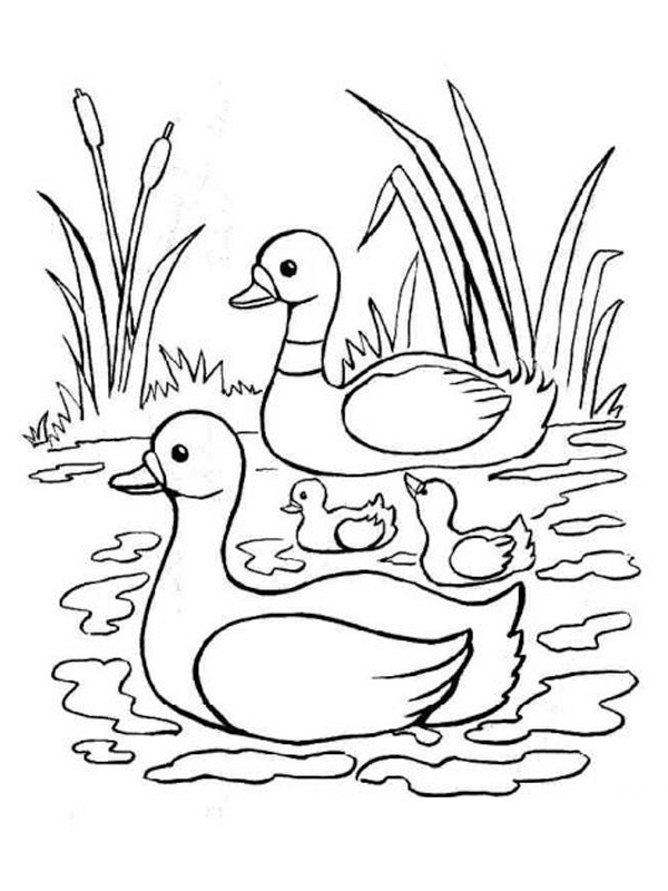 Dibujo de Dos cisnes para Colorear