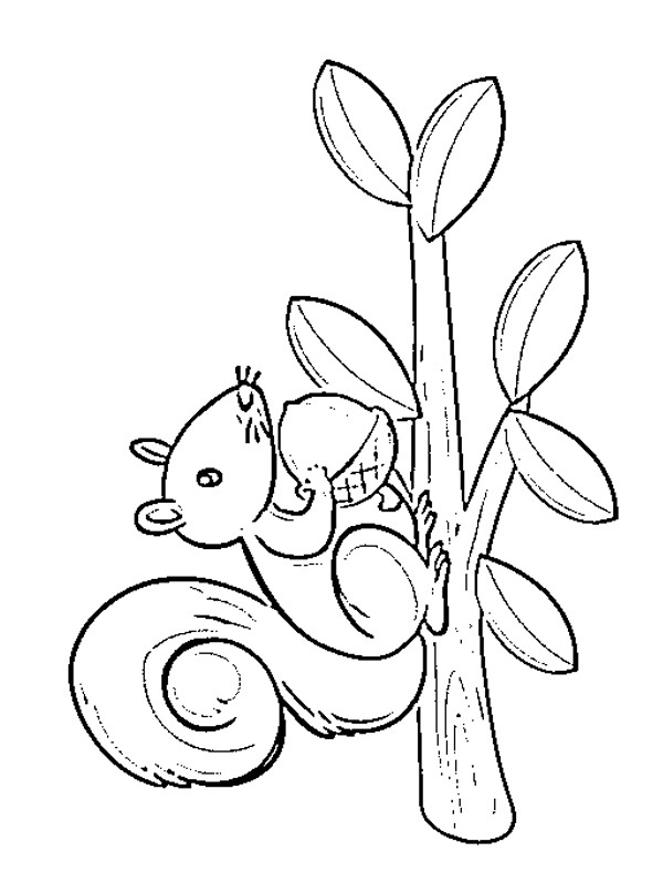 Dibujo de Ardilla para Colorear Dibujo de Ardilla para Colorear
