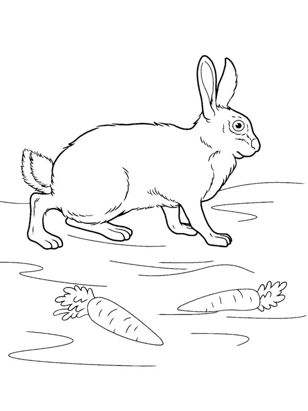 Dibujo de Conejo para Colorear Dibujo de Conejo para Colorear