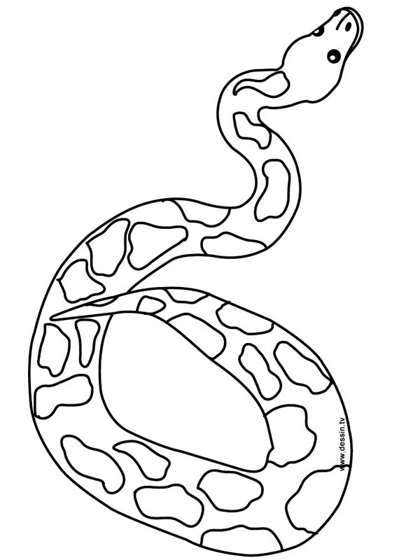 Dibujo de Serpiente para Colorear Dibujo de Serpiente para Colorear