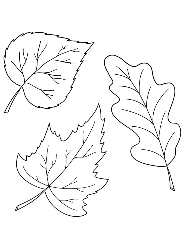 Dibujo de 3 hojas de otoño para Colorear Dibujo de 3 hojas de otoño para Colorear
