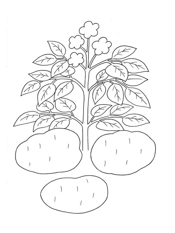 Dibujo de Planta de patata para Colorear