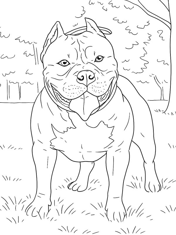 Dibujo de American bully para Colorear Dibujo de American bully para Colorear